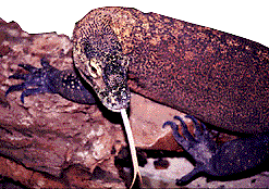 [Komodo dragon: 21k]